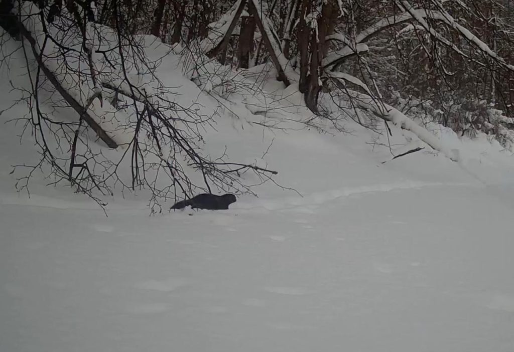    Заповедник Большая Кокшага