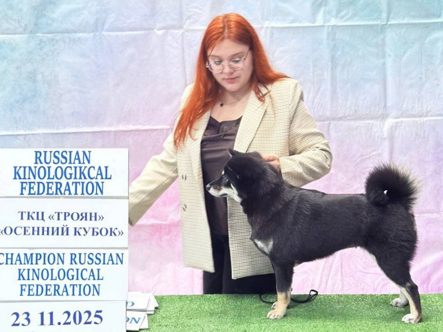 Сиба SOZVEZDIE SKORPIONA KHANNA-II aka Ханна. Выставка собак. Тольятти, 23 ноября 2025.