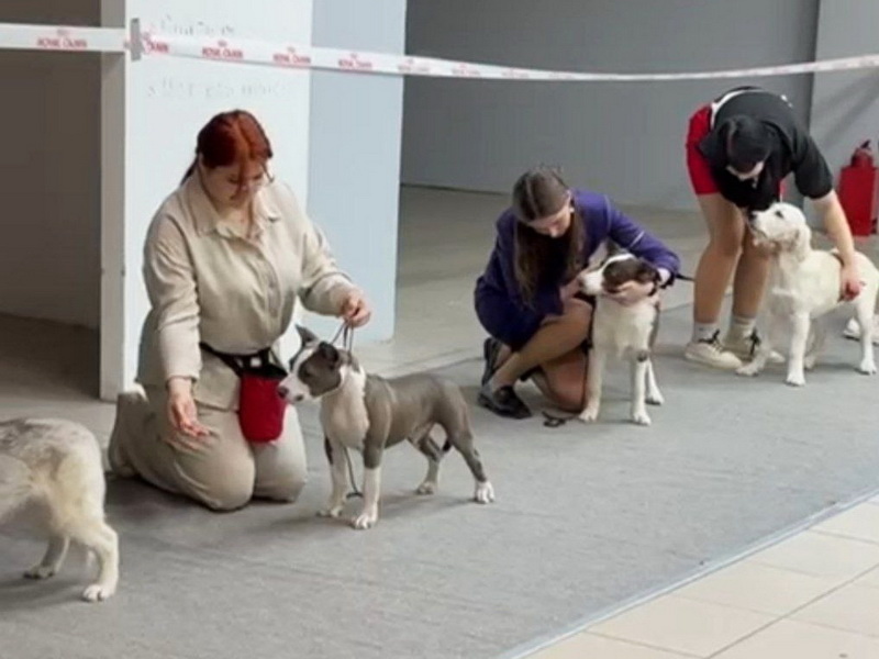 Американский стаффордширский терьер АНГЕЛ ВОРКШОП ЗЕВС aka Бакс. Выставка собак. Тольятти, 18 октября 2025.