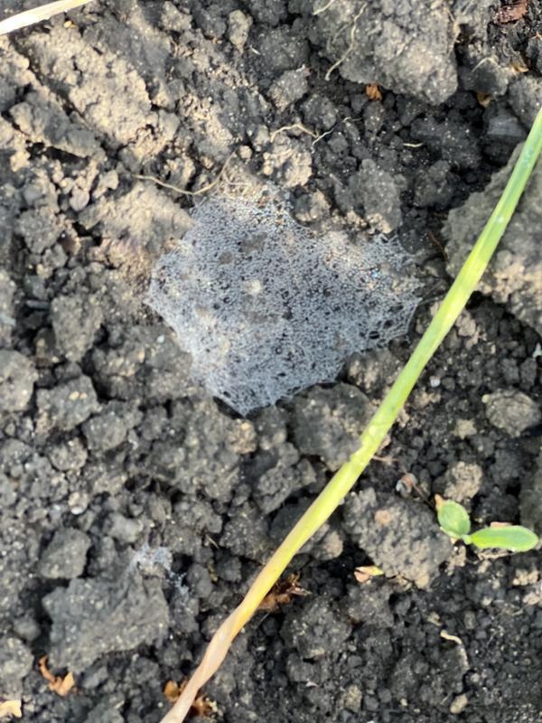 Фото взято из интернета, использование авторскими правами не ограничено.