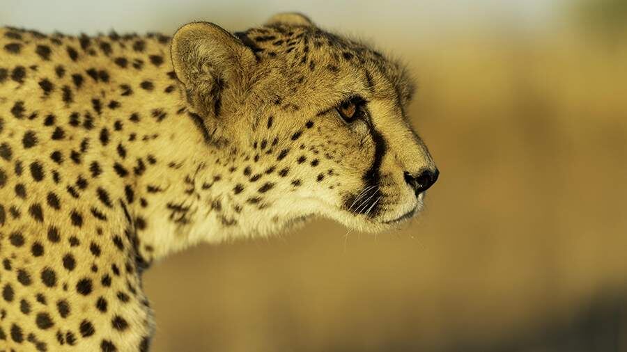    Фото: Global Look Press/Manfred Stutz