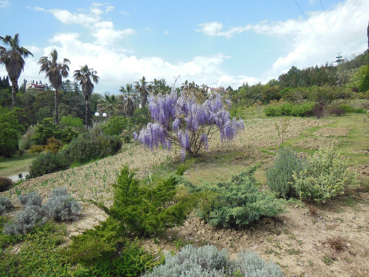 Фото автора. Не с этого ли растения "срисовали" древо души? 