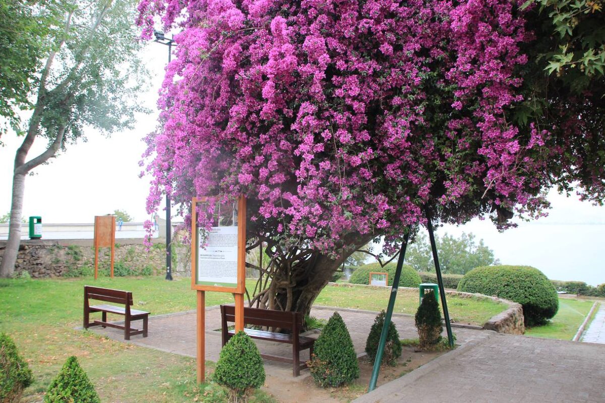 Фото автора. Не древо души, но красотой может посоровноваться.