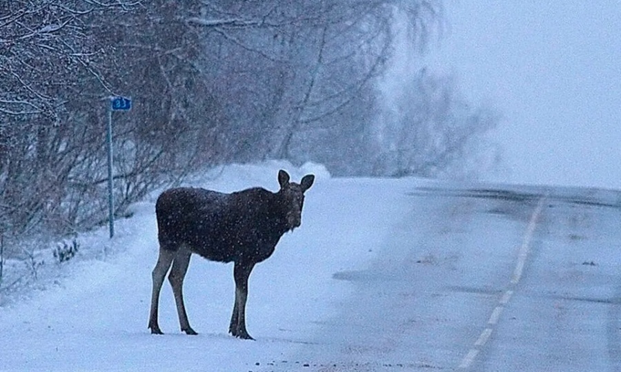 Столкновение неизбежно? Что делать, если на дороге лось