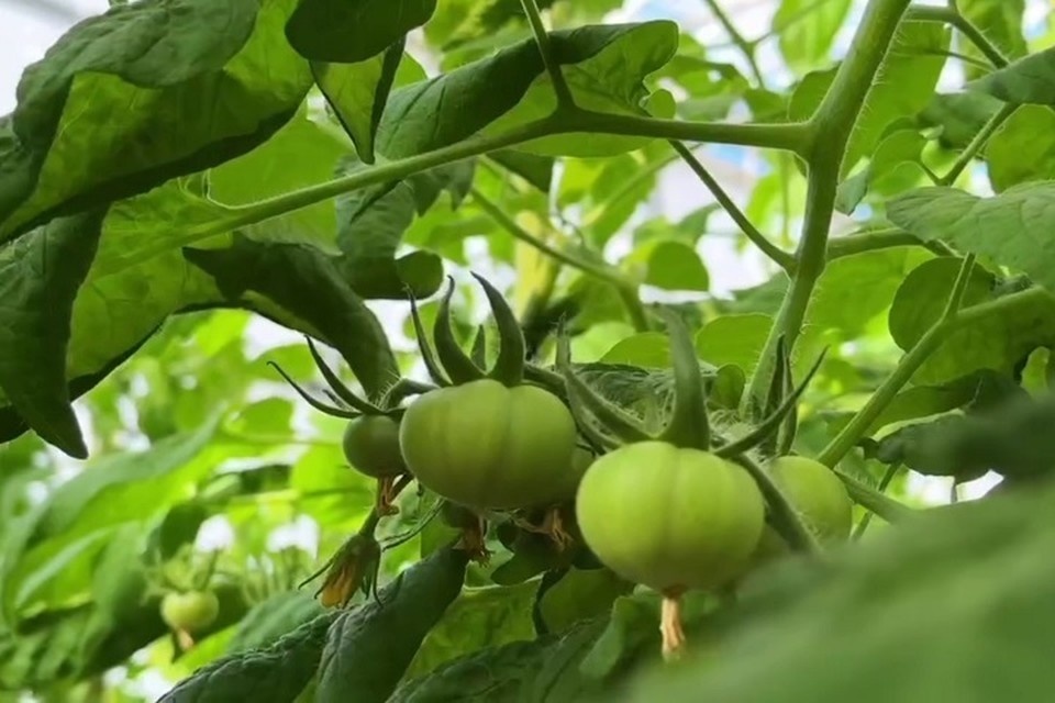    В ДНР реализуется шесть инвестиционных проектов в агропромышленном комплексе. Фото: Минсельхоз ДНР