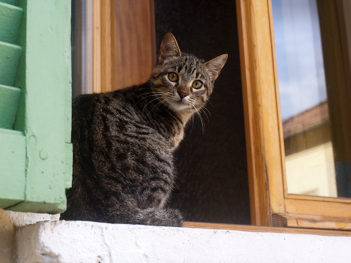 Фотография: egidiomaurizio, CC BY 2.0