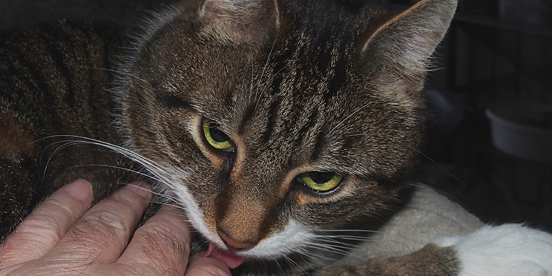 9 известных заблуждений о кошках, в которые пора перестать верить