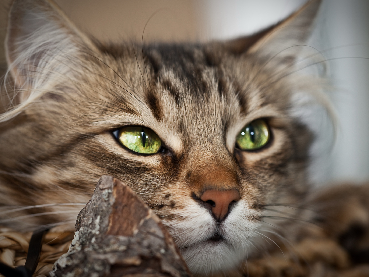 Фотография: Christian, CC BY-ND 2.0