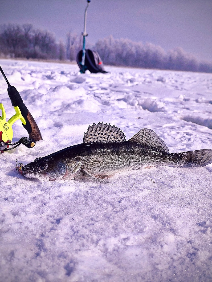 фото: Дмитрий Кудряшов