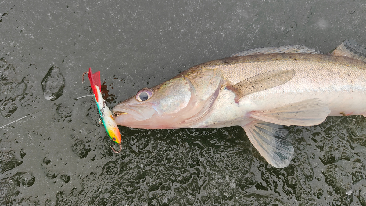 фото:  Рыбалка 63