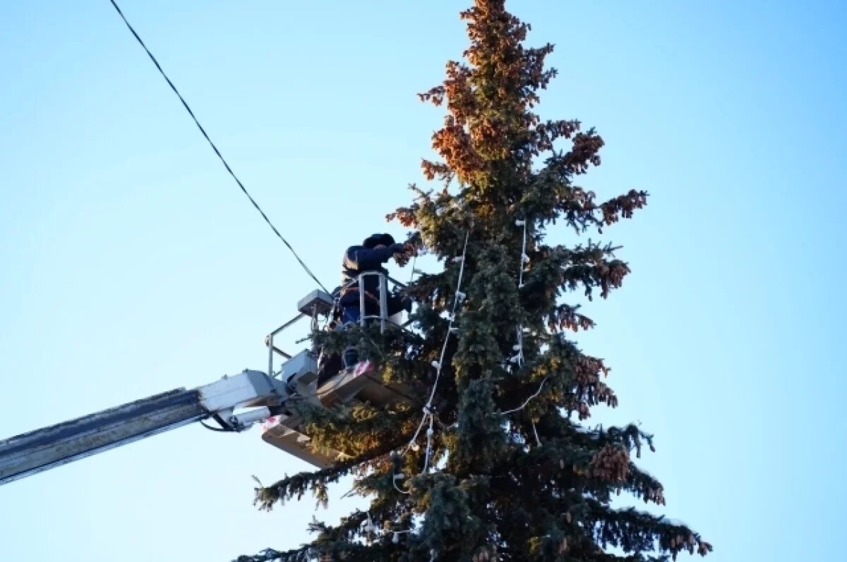    Озеленители собирают шишки с хвойных деревьев в центре Ульяновска