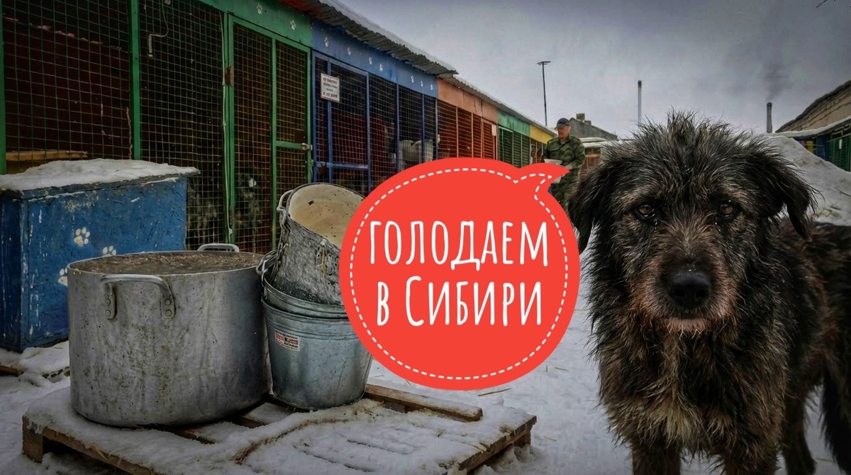 День стольника, чтобы ПРОКОРМИТЬ ХОСПИС в Сибири!