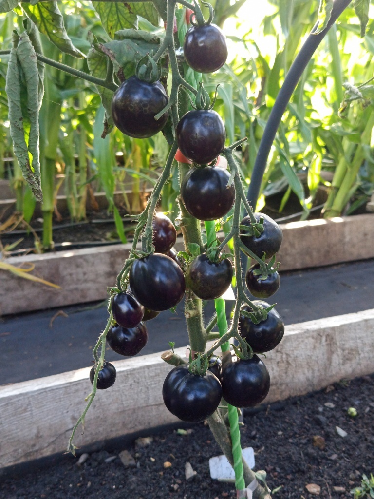  Незрелые плоды имеют насыщенный черный цвет