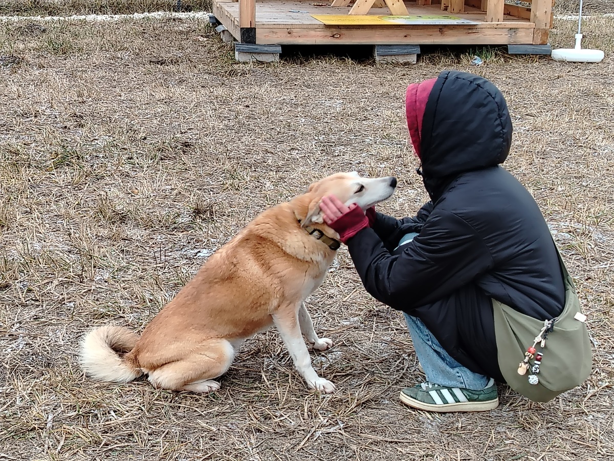Фото: Приют для бездомных животных "Дорога добра"