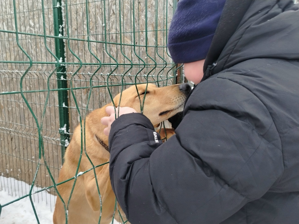 Фото: Приют для бездомных животных "Дорога добра"