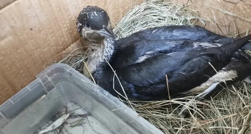    Фото: Большое гнездо