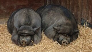    фото: ГУ МВД России по Краснодарскому краю Людмила Лата