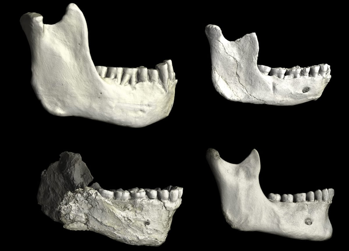 Нижние челюсти из Северной Африки разных эпох. Вверху справа — от останков из Касабланки, изученная в новой работе. В нижнем левом углу — челюсть раннего Homo sapiens из Джебель-Ирхуд, жившего 300-315 тысяч лет назад. В нижнем правом углу челюсть современного человека для сравнения, (источник: naked-science.ru)