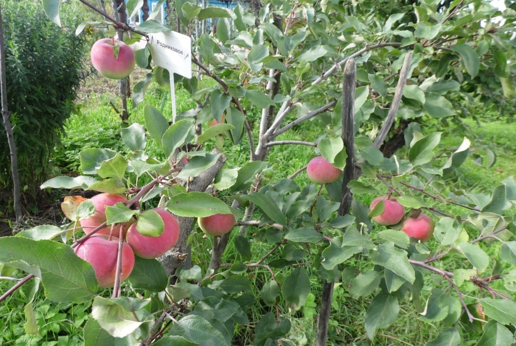  Молодая яблоня Родниковое