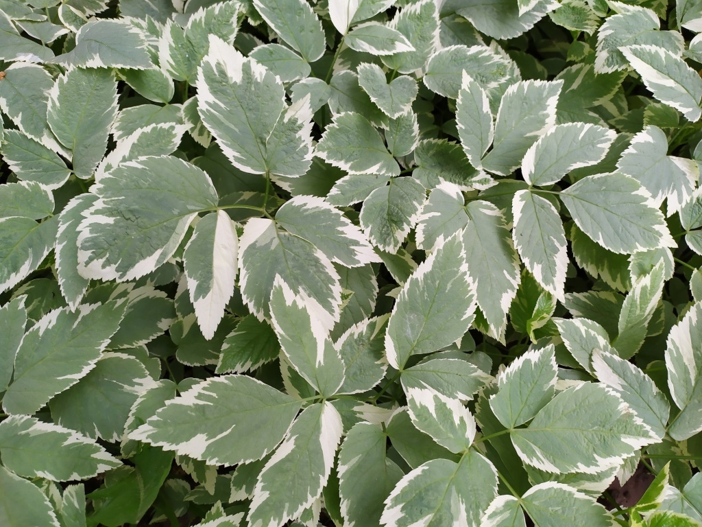  Сныть декоративная