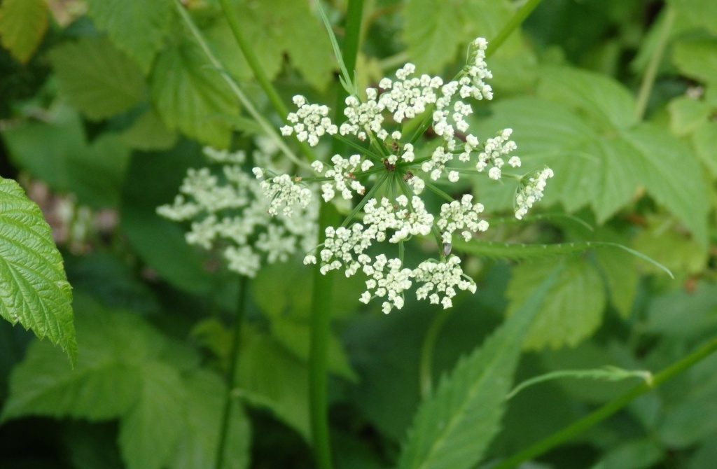  Сныть цветет