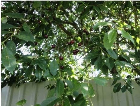 Особенно наглядно написать про этот пример, когда от нас ничего не зависит в нашем же саду. А проблемы растений не соблюдают никаких дистанций, преград или заборов