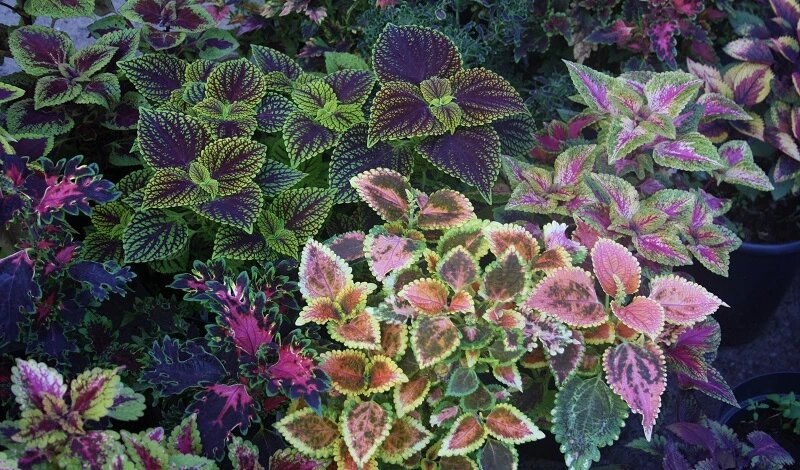 Как вырастить нарядный колеус в саду: посев семян на рассаду, посадка в грунт, сорта растения