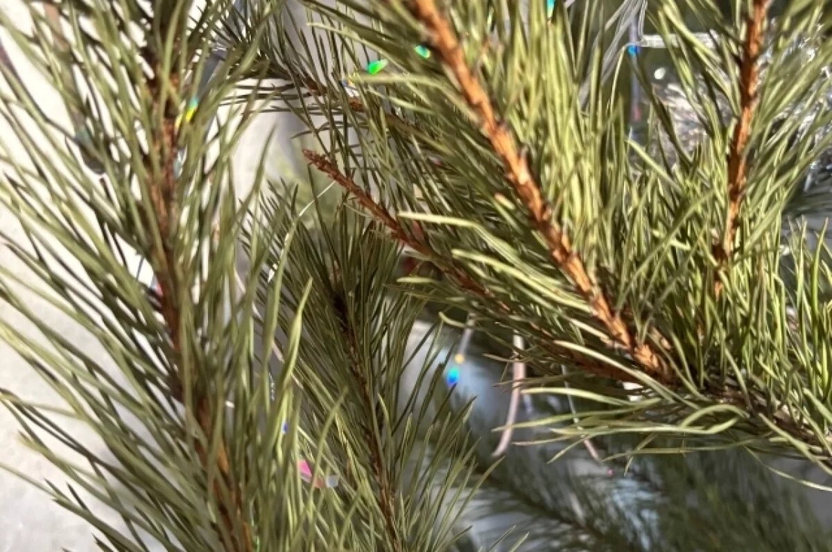    Более 3 тыс мероприятий в новогодние праздники прошли в Рязанской области