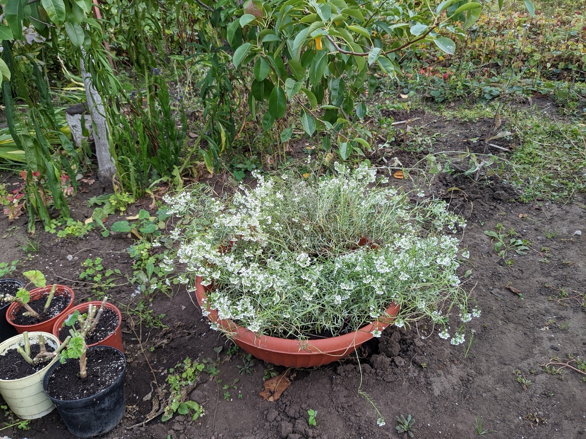 Алиссум, сорт Снежный ковёр