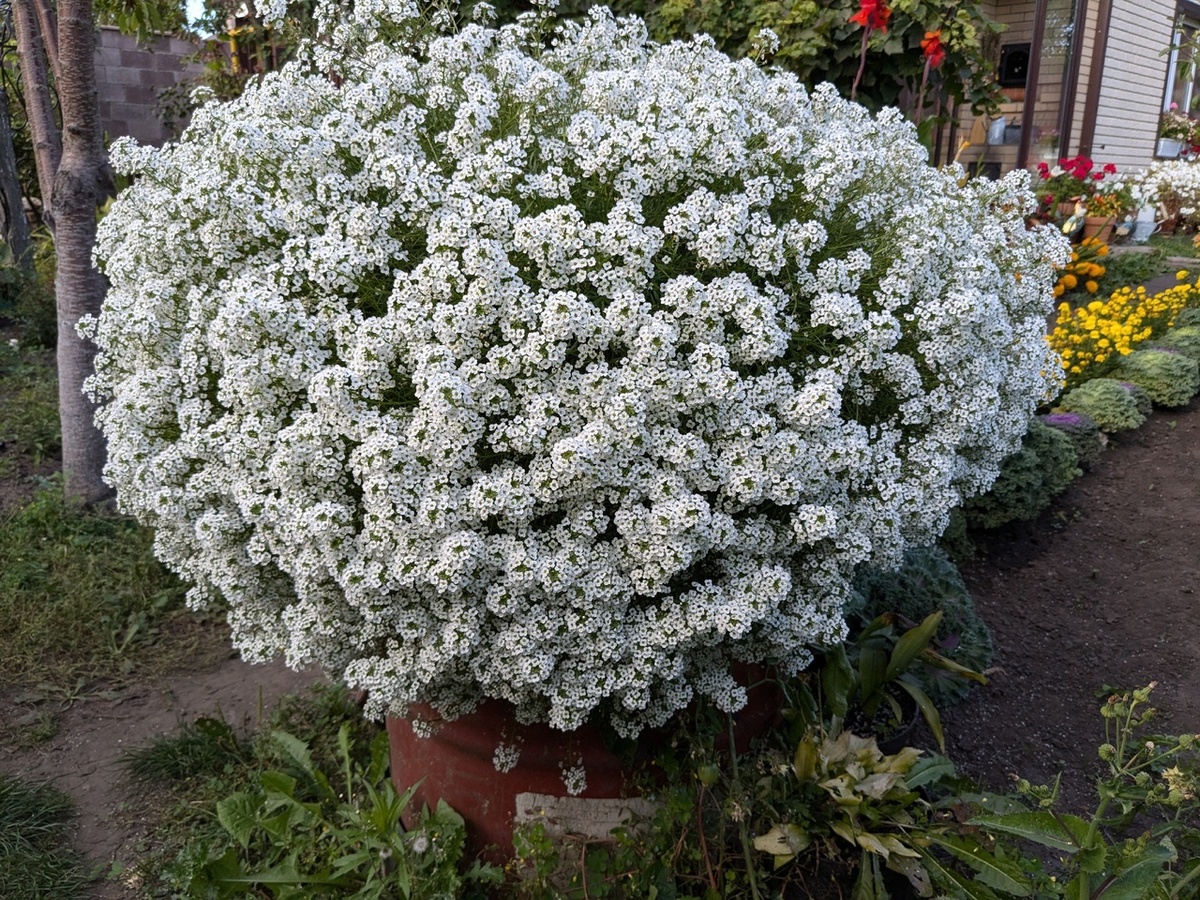 Вегетативный алиссум Snou Princess