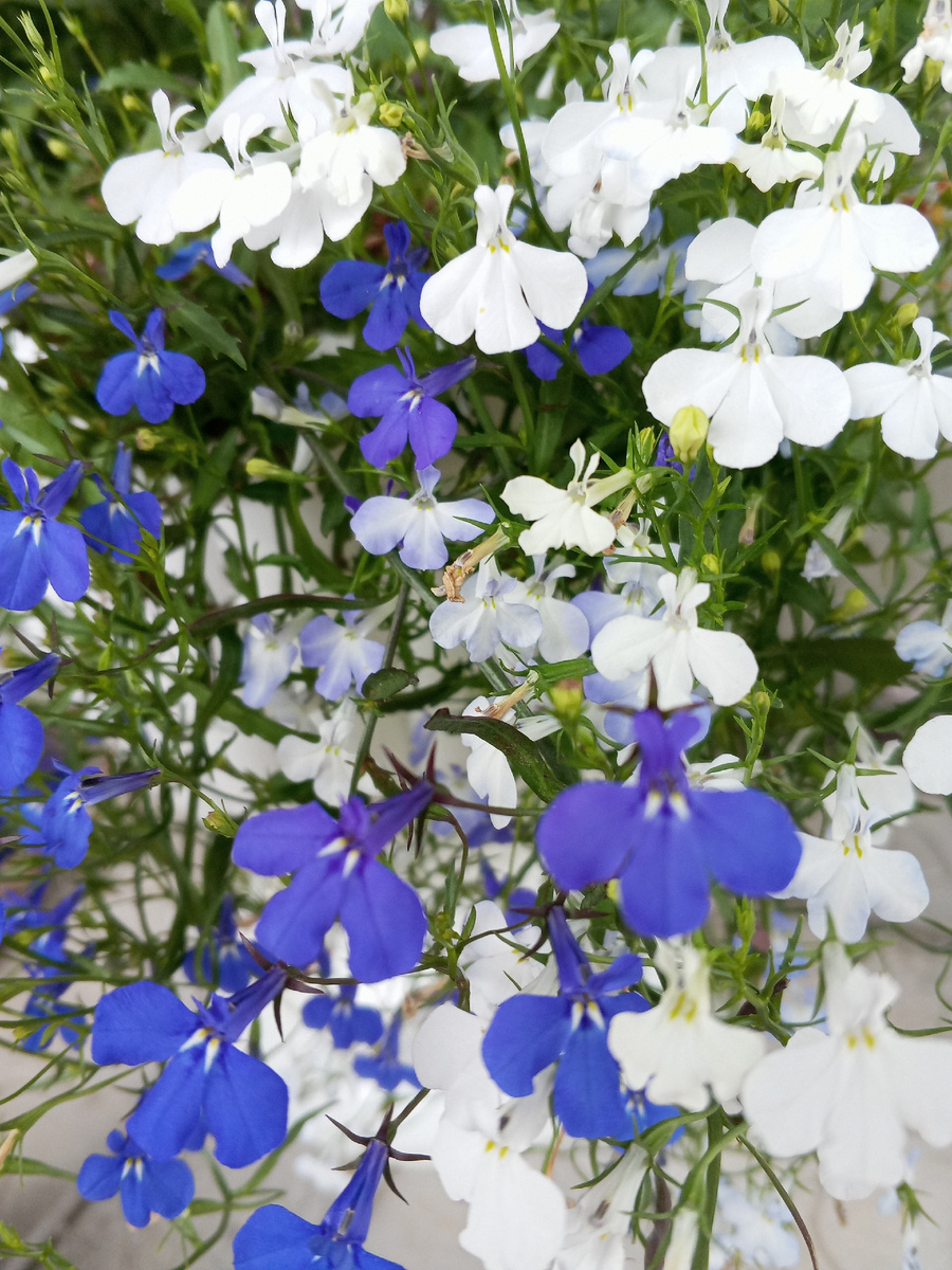 Цветет лобелия однолетняя