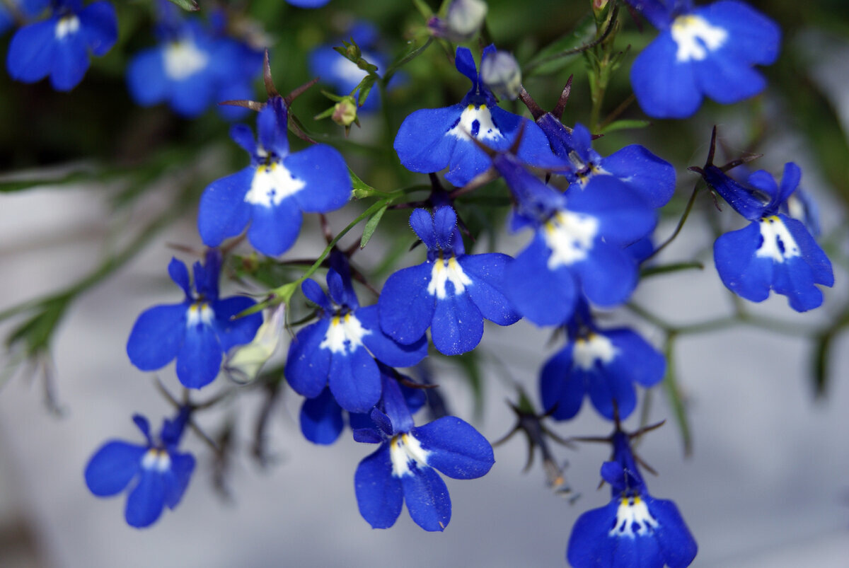 Цветет лобелия однолетняя