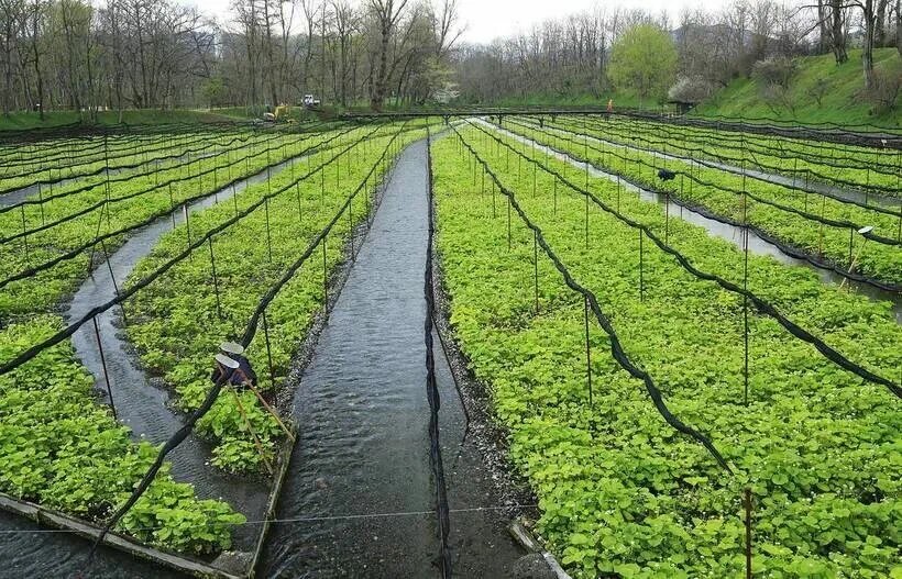 Выращивание васаби