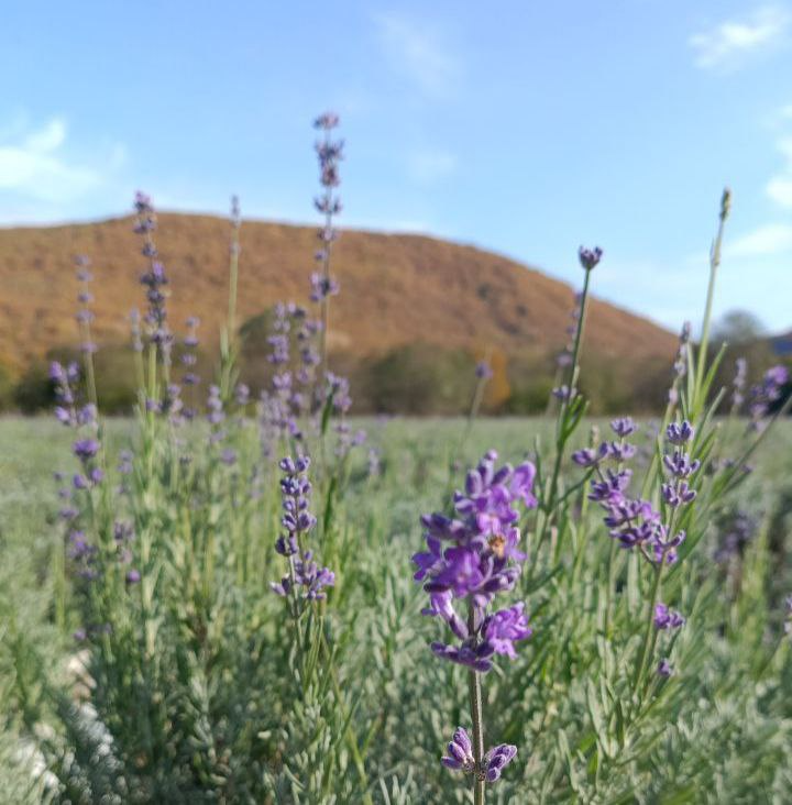 Пригород Горячего Ключа. Второе за сезон цветение лаванды, ноябрь 2025 года