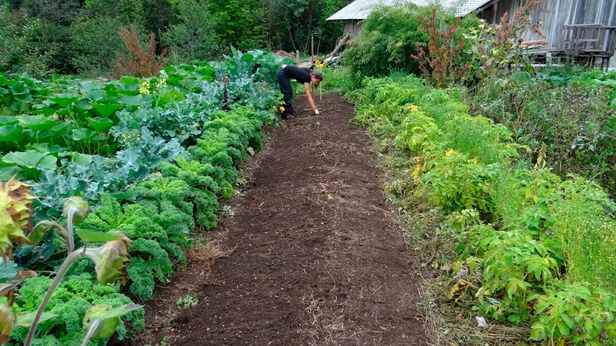 Почва оставленная на отдых