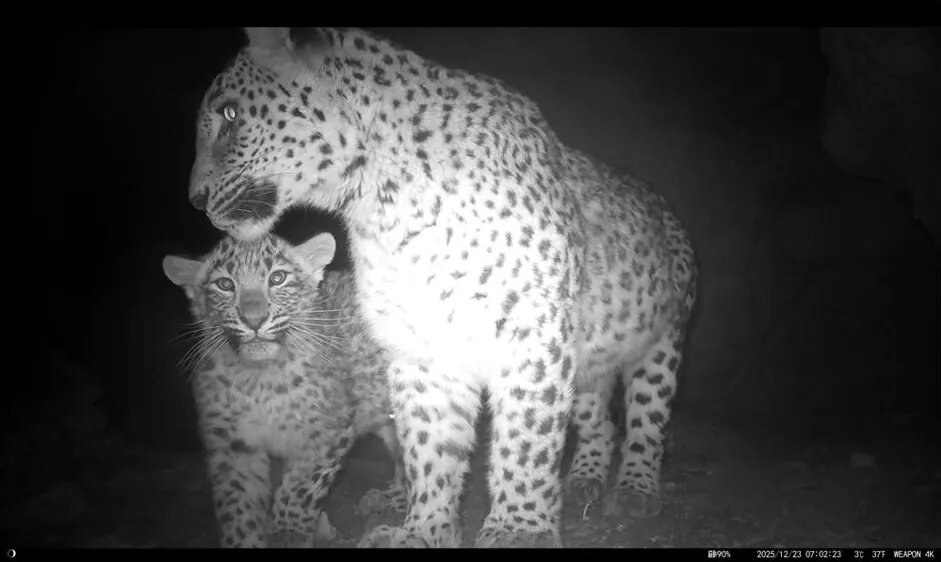 Фотоловушка в Бадхызском государственном природном заповеднике зафиксировала вторую самку переднеазиатского леопарда с потомством. Об этом сообщает министерство охраны окружающей среды Туркменистана.