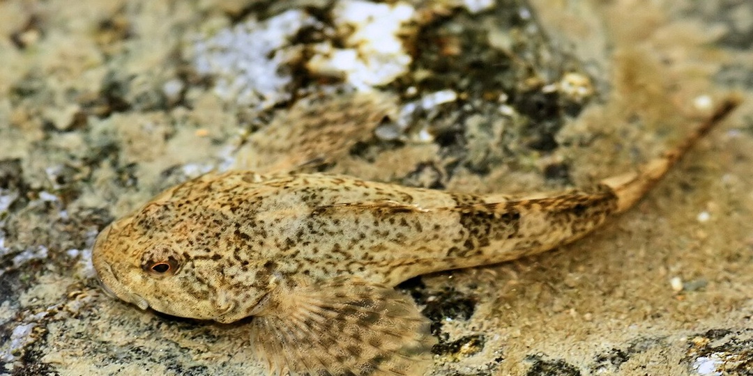 Подкаменщик