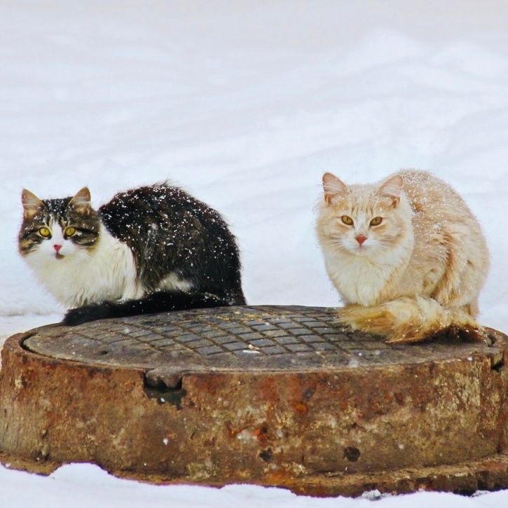 Фото: Инициативная группа по защите животных