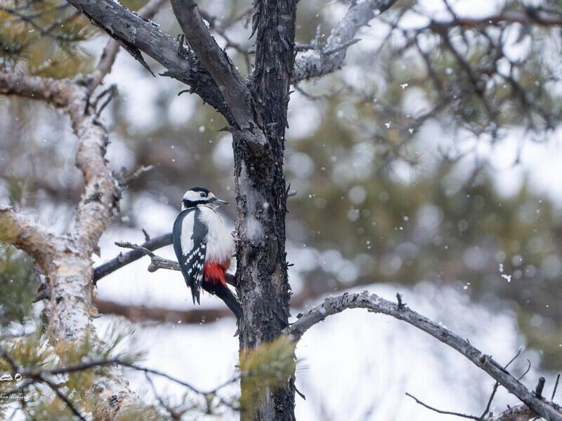 © Фото: Лубсан Чагдуров, t.me/zapovednoe_podlemorye
