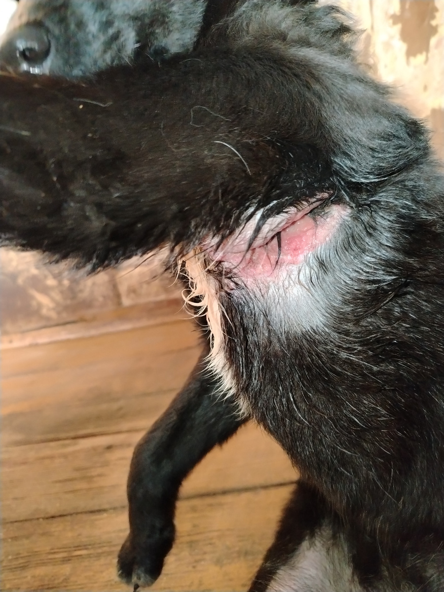 Заболевание. Сегодня уже лучше. Нафанечка повеселела. 