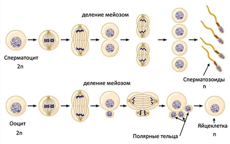 Процесс созревания половых клеток. Рис. с сайта https://evreivrn.ru/meyoz-proishodit-pri-oplodotvorenii