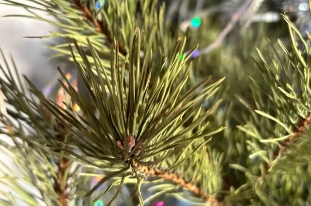    Куда сдать новогоднюю елку в Оренбурге и как избежать штрафа?