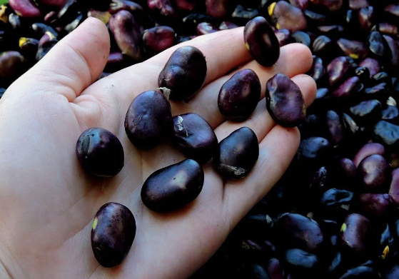 черные бобы .я их варю..и выращиваю они продаются 