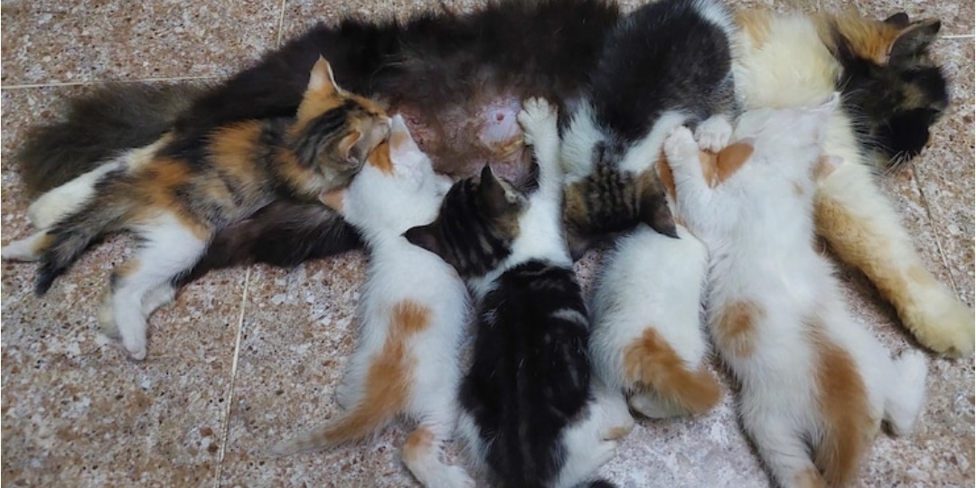 Кошка-мать: Заметит ли она, если котят станет меньше? строгий бухгалтер или доверчивая душа?