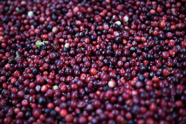 Фото: РИА Новости/Виталий Тимкив