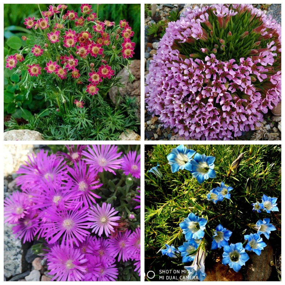 Коллаж автора из фото продавца Л.К.