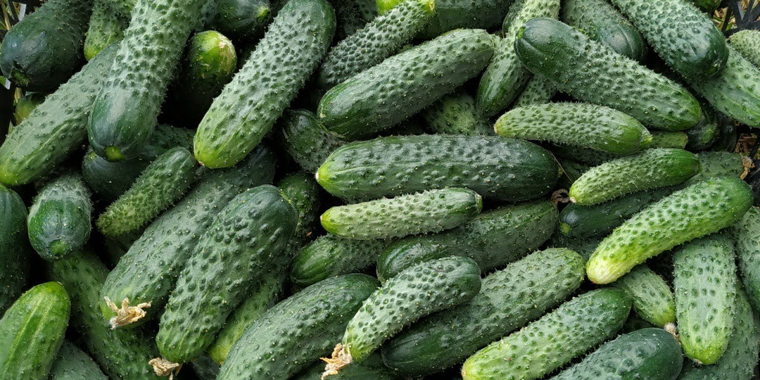 Мои 5 лучших гибридов огурцов 🥒 Ранние, урожайные и без горечи