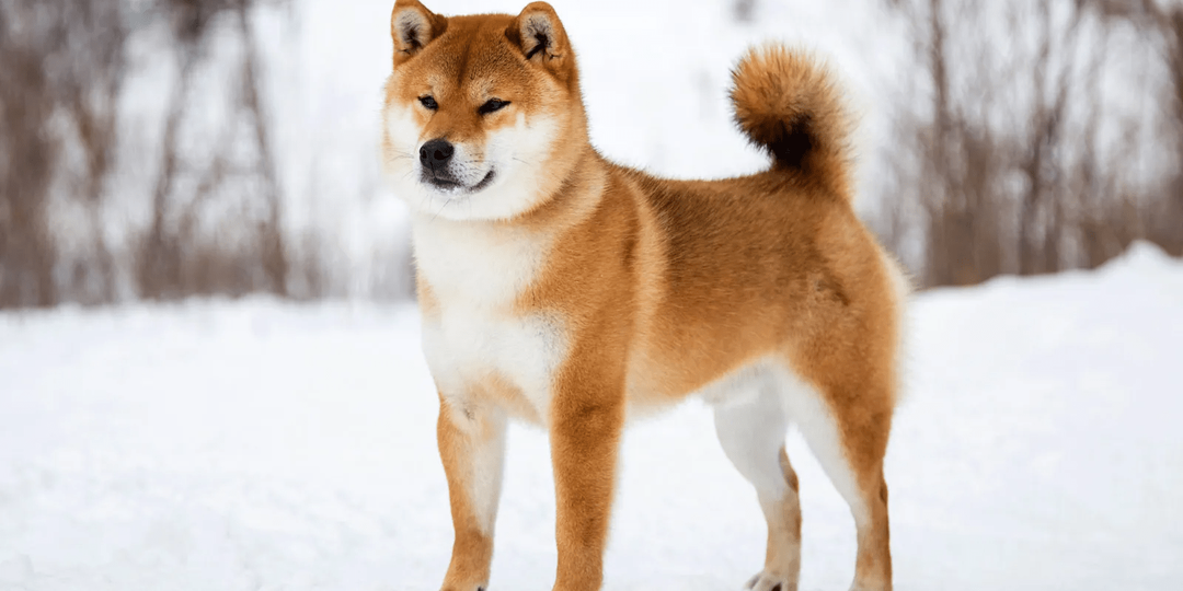 Сиба-ину: почему эта японская порода покоряет сердца, но подходит не всем?