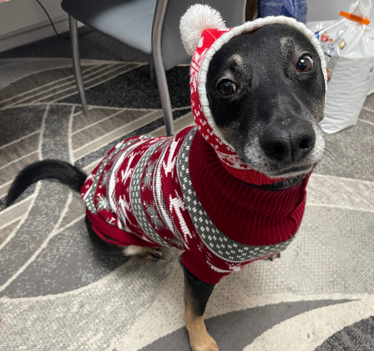 А еще, как и все мамы, моя мама тоже считает, что я должен ходить зимой в шапке 🥴 Но Миша на моей стороне. Ну... Как минимум, он считает, что такие сильные морозы еще не наступили, чтобы я ходил в шапке! 😅🤔