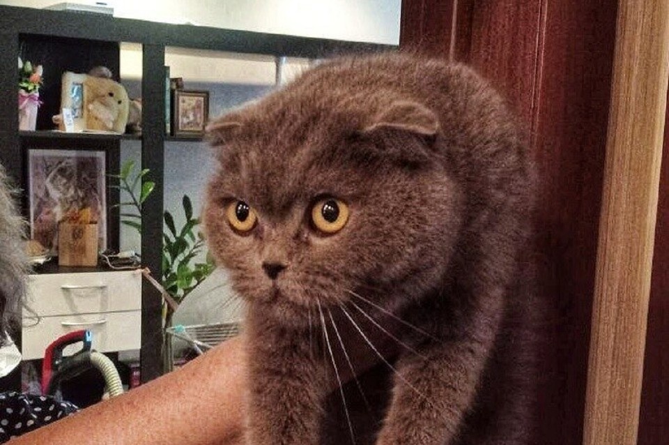    Кошку извлекли без травм. Фото: ГКУ НСО «Центр ГО, ЧС и ПБ»